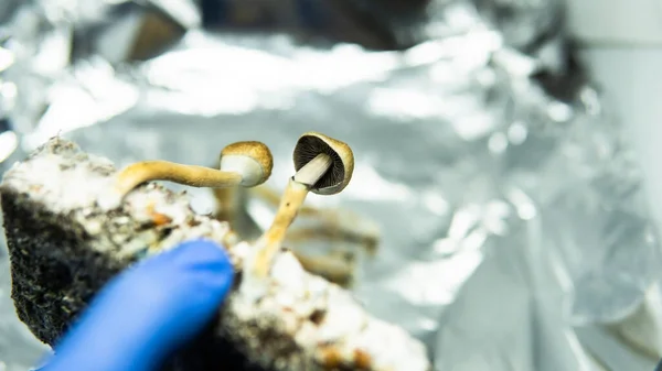 effect of magic mushrooms on the human brain and mental health