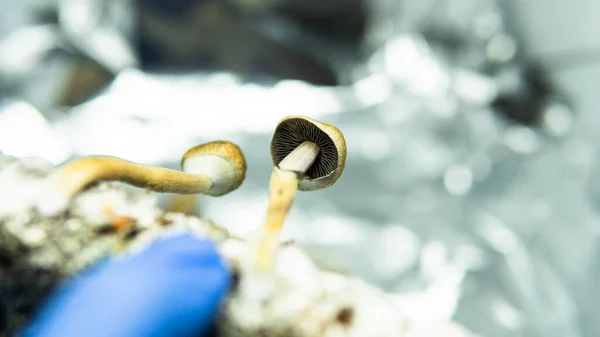 Cultivo Cogumelos Psilocybin Recreativos Mundo Notícias Médicas Sobre Cogumelos Alucinogénicos — Fotografia de Stock