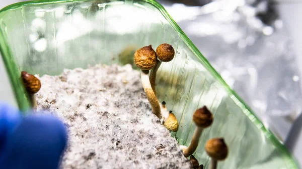 Efecto Los Hongos Mágicos Cerebro Humano Salud Mental —  Fotos de Stock