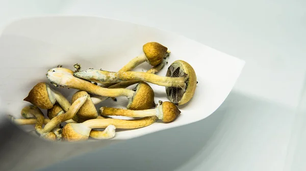 Cultivation Recreational Psilocybin Mushrooms World Medical News Hallucinogenic Mushrooms — Stock Photo, Image