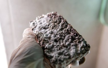 Evde sihirli mantarlar yetiştiriyor, psilosibin mantarlarını yasallaştırıyor.