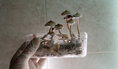 Amerika 'da profesyonel psilosibin mantarı yetiştiriciliği. Psilosibin 'in insan beyni üzerindeki etkileri üzerine bilimsel çalışmalar.