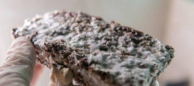 Psilosibin mantarlarının insan bedeni ve zihni üzerindeki etkileri üzerine bilimsel araştırmalar