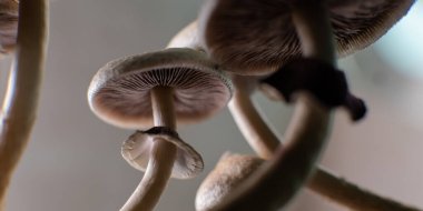 Amerika 'da profesyonel psilosibin mantarı yetiştiriciliği. Psilosibin 'in insan beyni üzerindeki etkileri üzerine bilimsel çalışmalar.