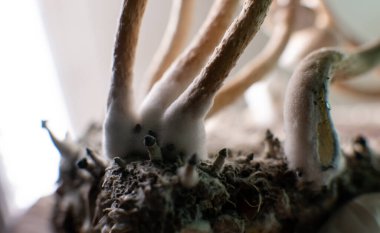 Psilosibin mantarlarının insan bedeni ve zihni üzerindeki etkileri üzerine bilimsel araştırmalar