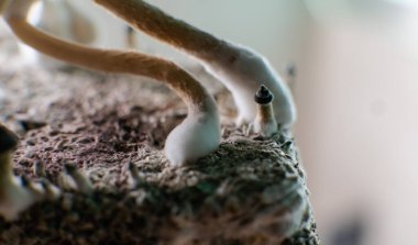 Amerika 'da profesyonel psilosibin mantarı yetiştiriciliği. Psilosibin 'in insan beyni üzerindeki etkileri üzerine bilimsel çalışmalar.