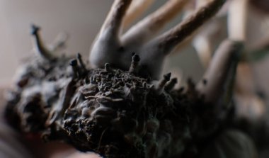 Amerika 'da profesyonel psilosibin mantarı yetiştiriciliği. Psilosibin 'in insan beyni üzerindeki etkileri üzerine bilimsel çalışmalar.