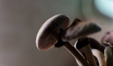 Psilosibin mantarlarının insan bedeni ve zihni üzerindeki etkileri üzerine bilimsel araştırmalar