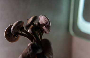 Evde sihirli mantarlar yetiştiriyor, psilosibin mantarlarını yasallaştırıyor.