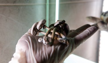 Amerika 'da profesyonel psilosibin mantarı yetiştiriciliği. Psilosibin 'in insan beyni üzerindeki etkileri üzerine bilimsel çalışmalar.