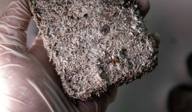 Psilosibin mantarlarının insan bedeni ve zihni üzerindeki etkileri üzerine bilimsel araştırmalar