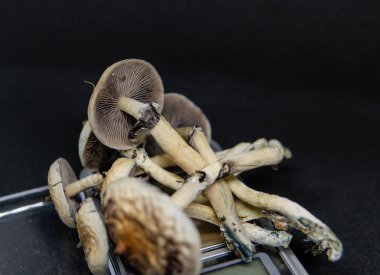 Evde sihirli mantarlar yetiştiriyor, psilosibin mantarlarını yasallaştırıyor.