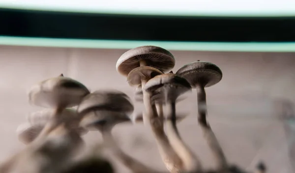 Professional Growing Psilocybin Mushrooms America Scientific Studies Effects Psilocybin Human — Stock Photo, Image