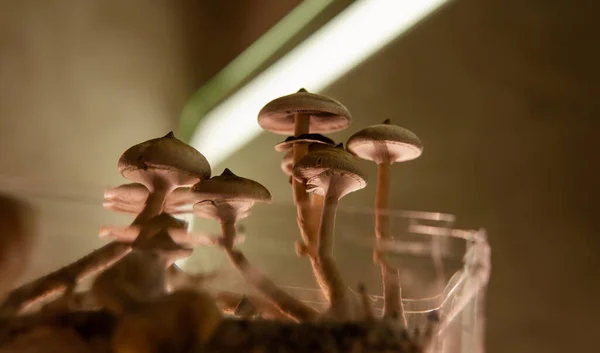 Crescimento Profissional Cogumelos Psilocybin América Estudos Científicos Dos Efeitos Psilocibina — Fotografia de Stock