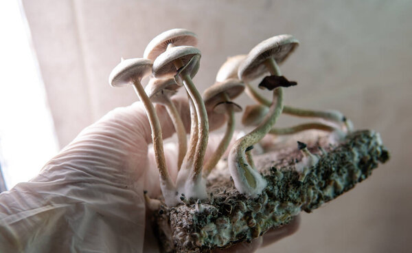 Scientific research on the effects of psilocybin mushrooms on the human body and mind