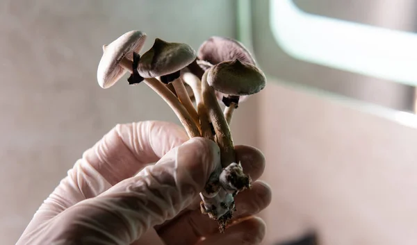 professional growing of psilocybin mushrooms in America. Scientific studies of the effects of psilocybin on the human brain