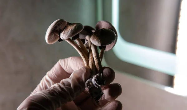 Cultivo Cogumelos Mágicos Casa Legalizando Cogumelos Psilocybin Mundo — Fotografia de Stock