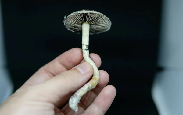 Investigação Científica Sobre Efeitos Dos Cogumelos Psilocibina Corpo Humano Mente — Fotografia de Stock