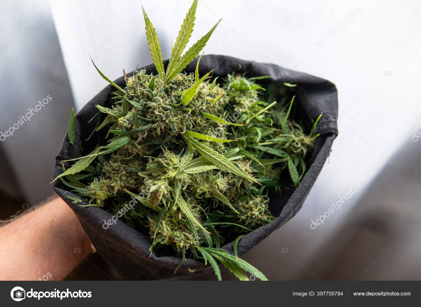 Выращивания дикой конопли марихуана ук рф
