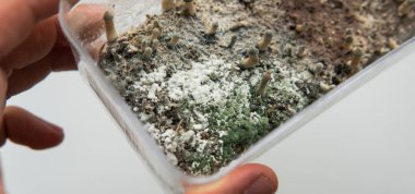 Mantar miselyum hastalıkları, büyüyen mantarlar, halüsinojen mantarlar...