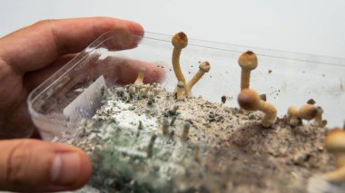Mantar miselyum hastalıkları, büyüyen mantarlar, halüsinojen mantarlar...