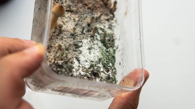Mantar kültürünün gelişimi sırasında miselyum mantar hastalıkları