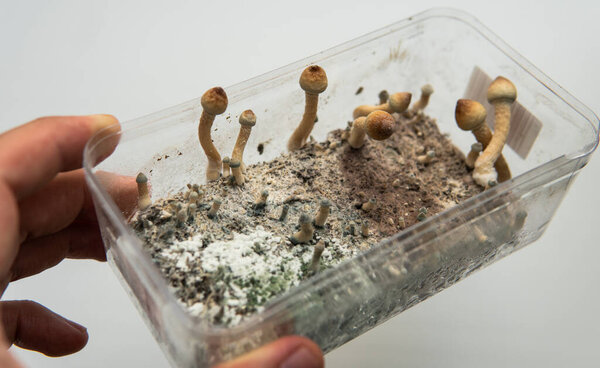 diseases of the mycelium of fungi during the cultivation of mushroom culture
