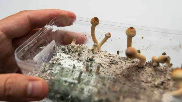真菌性菌糸体疾患成長キノコの問題サイケデリックキノコ — ストック写真