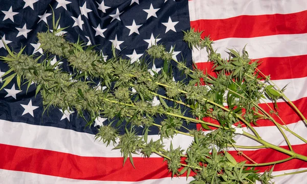 Marijuana lying on the flag of america. America\'s marijuana renaissance culture