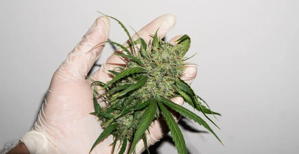 Trimming Marijuana Buds Close Culture Cultivating Recreational Marijuana Canada America — Stock Photo, Image