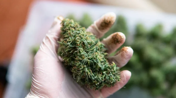 Grote Knop Marihuana Handen Van Mens Het Snoeien Cultuur Van — Stockfoto