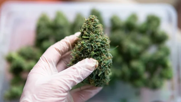 Memangkas Panen Segar Ganja Secara Rinci Cannabis News 2020 — Stok Foto