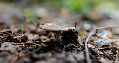 Orman mantarları için hasat mevsimi