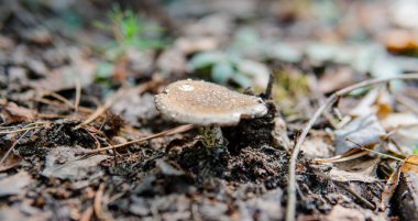 Sonbahar ormanı mantar toplama mevsimi, dünyadaki doğal mantar çeşitliliği