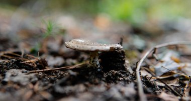 Ormanın tıbbi mantarları yakın plan.