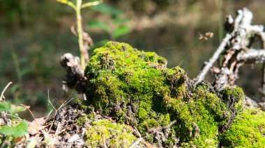 Mantar ve ağaçların doğadaki sibmbiyozu, orman miselyumunun gelişimi