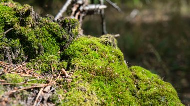 Mantar ve ağaçların doğadaki sibmbiyozu, orman miselyumunun gelişimi