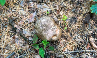 Sonbahar ormanı mantar toplama mevsimi, dünyadaki doğal mantar çeşitliliği