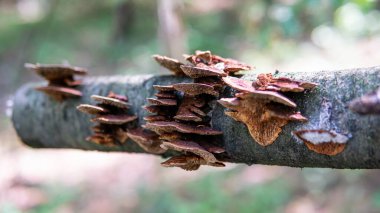 Sonbahar ormanı mantar toplama mevsimi, dünyadaki doğal mantar çeşitliliği