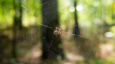 Örümceğin ağ üzerinde yakın plan