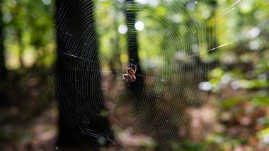 Örümceğin ağ üzerinde yakın plan