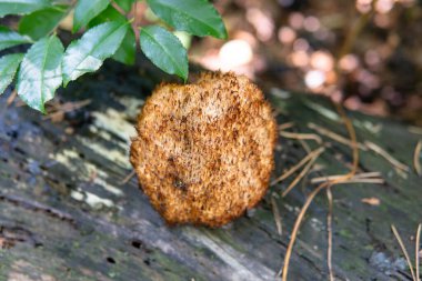 Sonbahar ormanı mantar toplama mevsimi, dünyadaki doğal mantar çeşitliliği