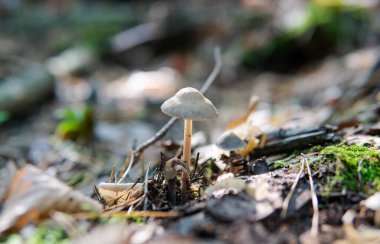 Bizim zamanımızda mantarları tanımlamak, mantar tedavisi...