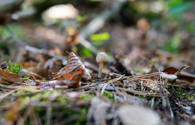Sonbahar ormanı mantar toplama mevsimi, dünyadaki doğal mantar çeşitliliği