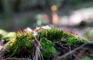 Sonbahar ormanı mantar toplama mevsimi, dünyadaki doğal mantar çeşitliliği