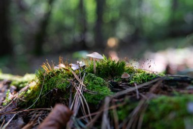 Bizim zamanımızda mantarları tanımlamak, mantar tedavisi...