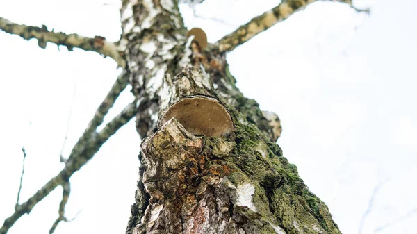 Parasitiska Svampar Polyporfamiljen Vetenskapliga Experiment Svampfamiljen Polyporaceae — Stockfoto