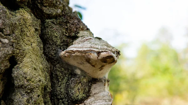 Parasitiska Svampar Polyporfamiljen Vetenskapliga Experiment Svampfamiljen Polyporaceae — Stockfoto