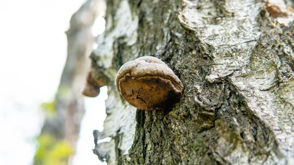 Parasitiska Svampar Polyporer Familjen Närbild — Stockfoto