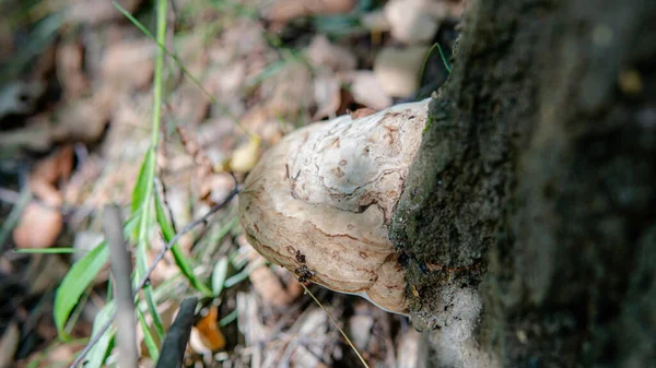 Fungos Parasitários Família Dos Poliporos Experimentos Científicos Família Dos Fungos — Fotografia de Stock